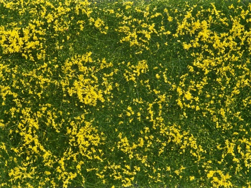 Foliáž zelená louka se žlutými květy  Noch 07255