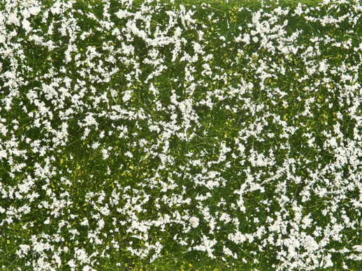 Foliáž zelená louka s bílými květy  Noch 07256
