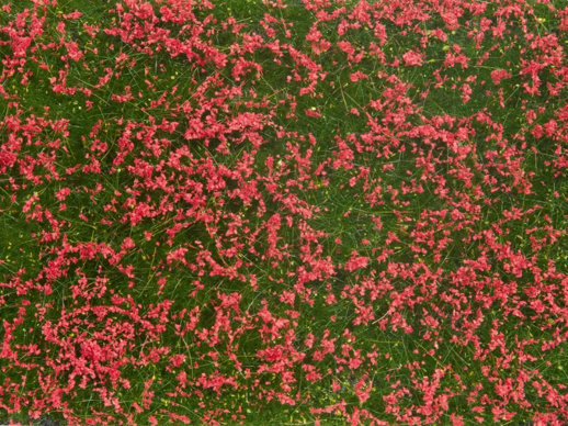 Foliáž zelená louka s červenými květy  Noch 07257