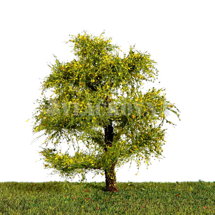 Listnatý strom 10 cm