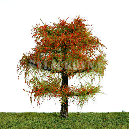 Listnatý strom 9 cm